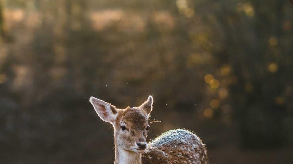 虾青素：抗衰老+屏障修复的黄金成分，科学解析与使用指南